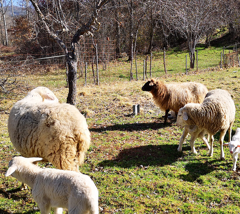 100% lana de oveja